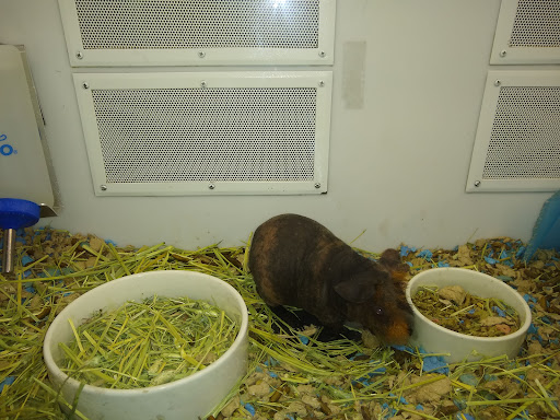 Pet Supply Store «Petco Animal Supplies», reviews and photos, 6842 S Redwood Rd, West Jordan, UT 84084, USA