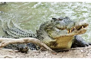 Daintree Crocodile Tours image