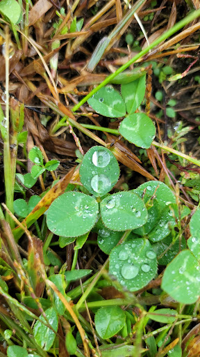 Grocery Store «Super Stop & Shop», reviews and photos, 1391 Main St, Willimantic, CT 06226, USA