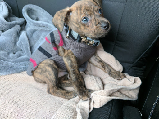 Pet Supply Store «Pet Supplies Plus», reviews and photos, 946 Joliet St, Dyer, IN 46311, USA