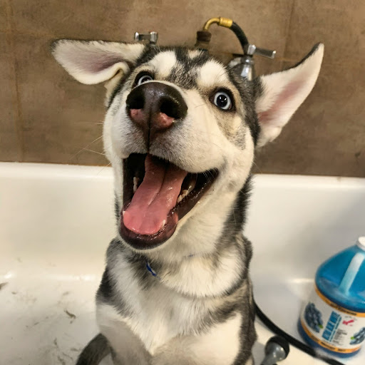 K9 Loft, 495 S Arroyo Pkwy, Pasadena, CA 91105, USA, 