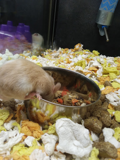 Pet Supply Store «PetSmart», reviews and photos, 5401 N Garland Ave, Garland, TX 75040, USA