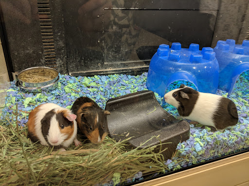 Pet Supply Store «PetSmart», reviews and photos, 1225 Industrial Rd, San Carlos, CA 94070, USA