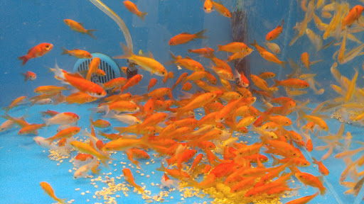 Pet Supply Store «PetSmart», reviews and photos, 144 Retail Commons Pkwy, Martinsburg, WV 25403, USA