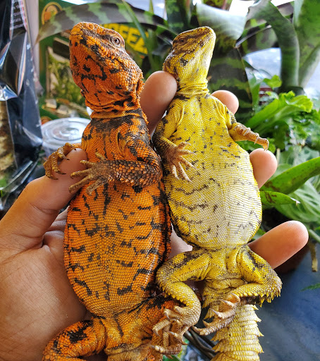 REPTILE FACTORY DOWNEY