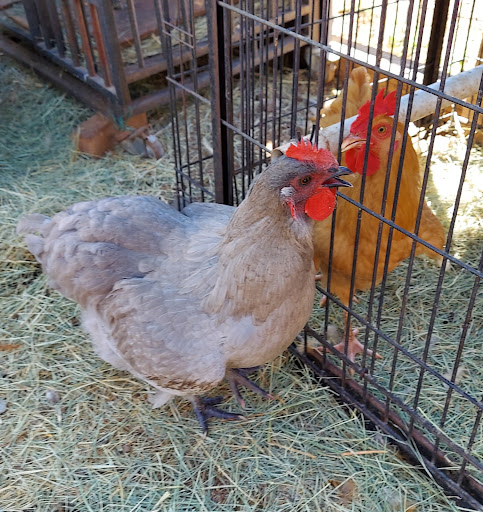 Barnyard eggs and chicks