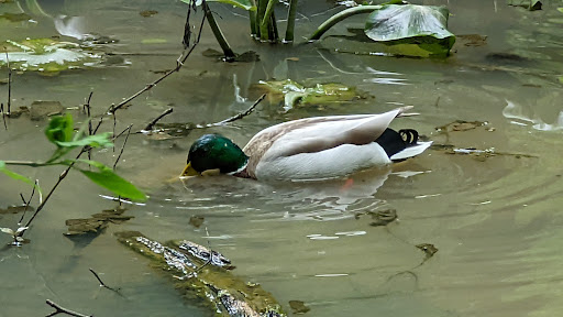 Non-Profit Organization «Audubon Society of Portland», reviews and photos, 5151 NW Cornell Rd, Portland, OR 97210, USA