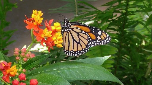 Animal Protection Organization «Butterfly Pavilion», reviews and photos, 6252 W 104th Ave, Westminster, CO 80020, USA