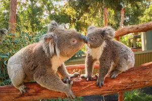 Ballarat Wildlife Park image