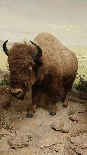 Museum «Texas Memorial Museum», reviews and photos, 2400 Trinity St, Austin, TX 78705, USA