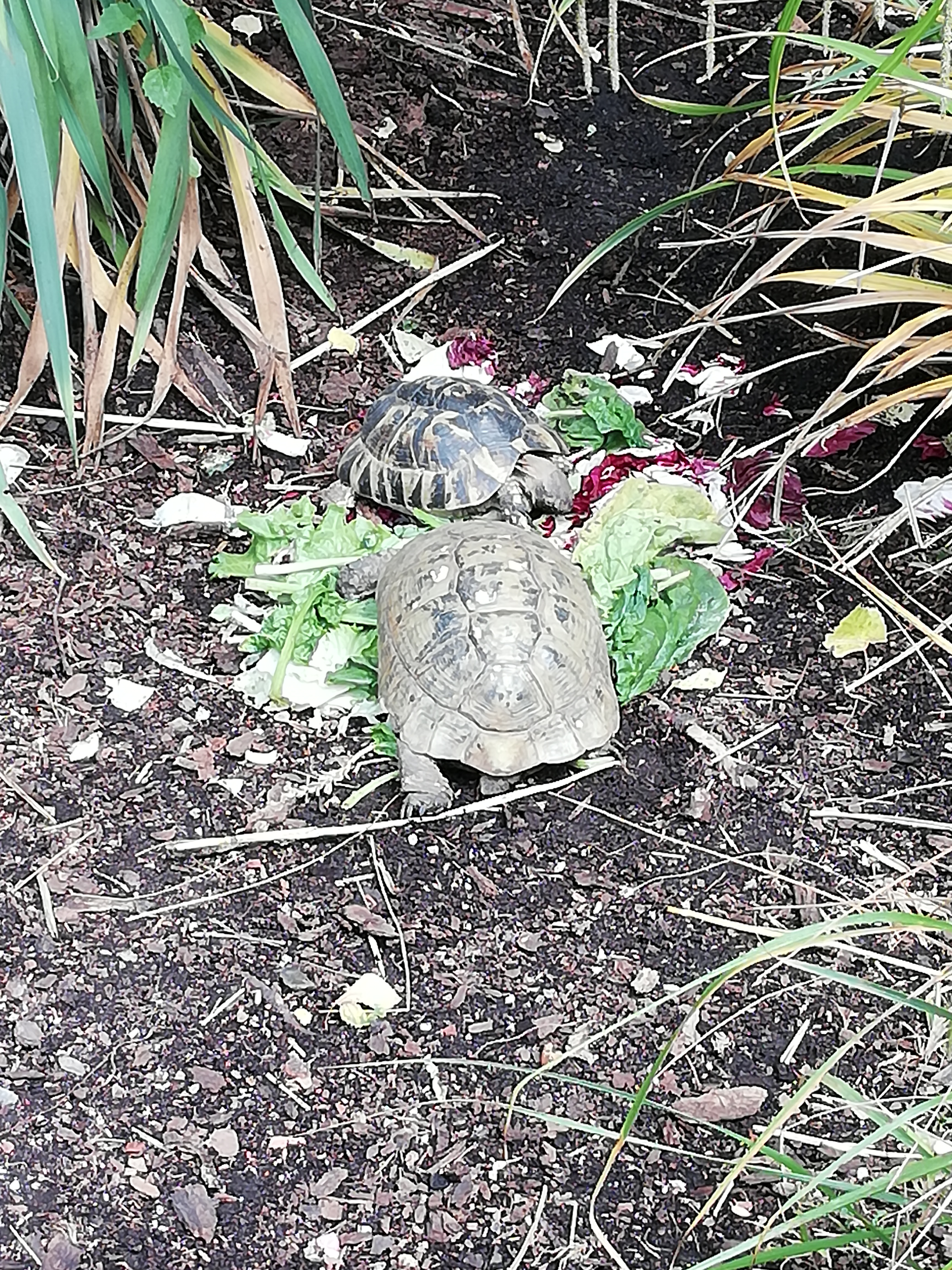 Photo n° 5 de l'avis de Saku'. fait le 06/06/2019 à 12:51