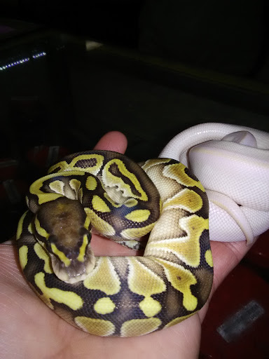 Pet Supply Store «OddBallPetFactory.com», reviews and photos, 8485 Plaza Blvd NE, Spring Lake Park, MN 55432, USA