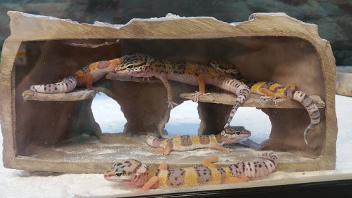 Pet Supply Store «Petco Animal Supplies», reviews and photos, 377 W Jackson St #11, Cookeville, TN 38501, USA