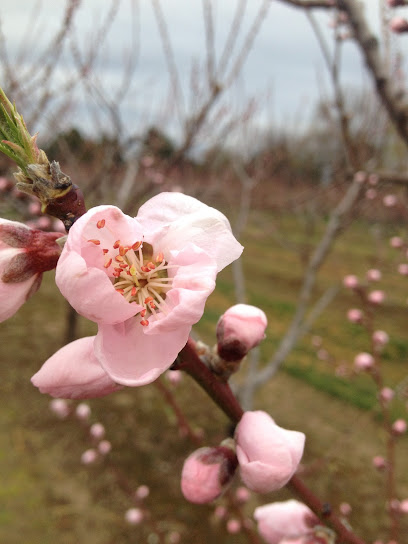 Pineview Orchards