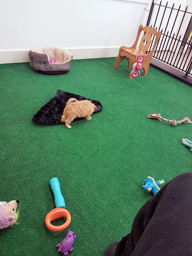 Pet Store «AA Ridgewood Kennels II», reviews and photos, 5401 Lincoln Hwy, Gap, PA 17527, USA