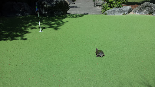 Golf Course «Willows Run Golf Complex», reviews and photos, 10402 Willows Rd, Redmond, WA 98052, USA