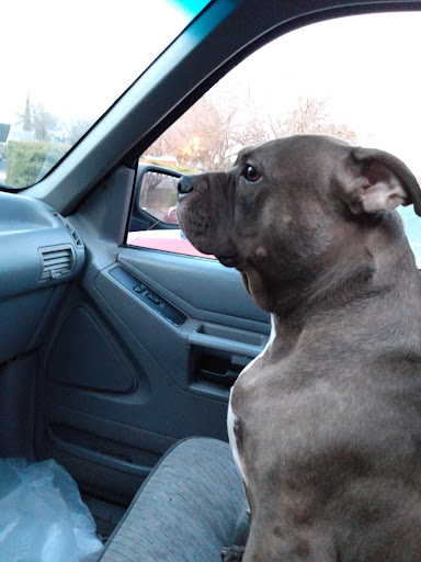 Pet Supply Store «PetSmart», reviews and photos, 5450 Crossings Dr, Rocklin, CA 95650, USA