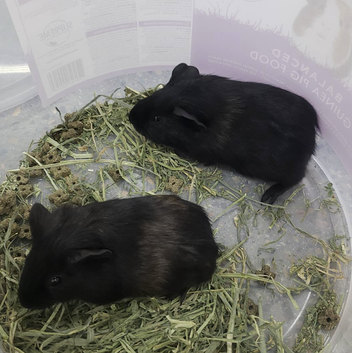 Pet Supply Store «North Tampa PET DEPOT», reviews and photos, 16033 Tampa Palms Blvd W, Tampa, FL 33647, USA