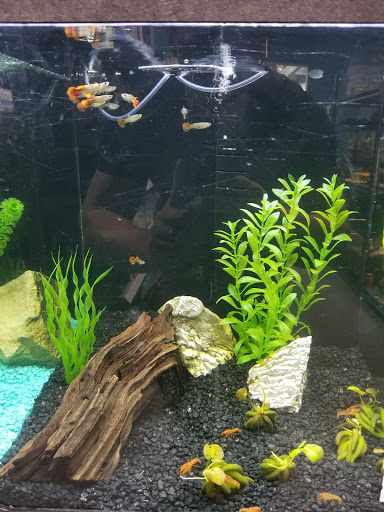 Pet Store «Petland - Ft. Myers», reviews and photos, 7091-13 College Pkwy, Fort Myers, FL 33907, USA