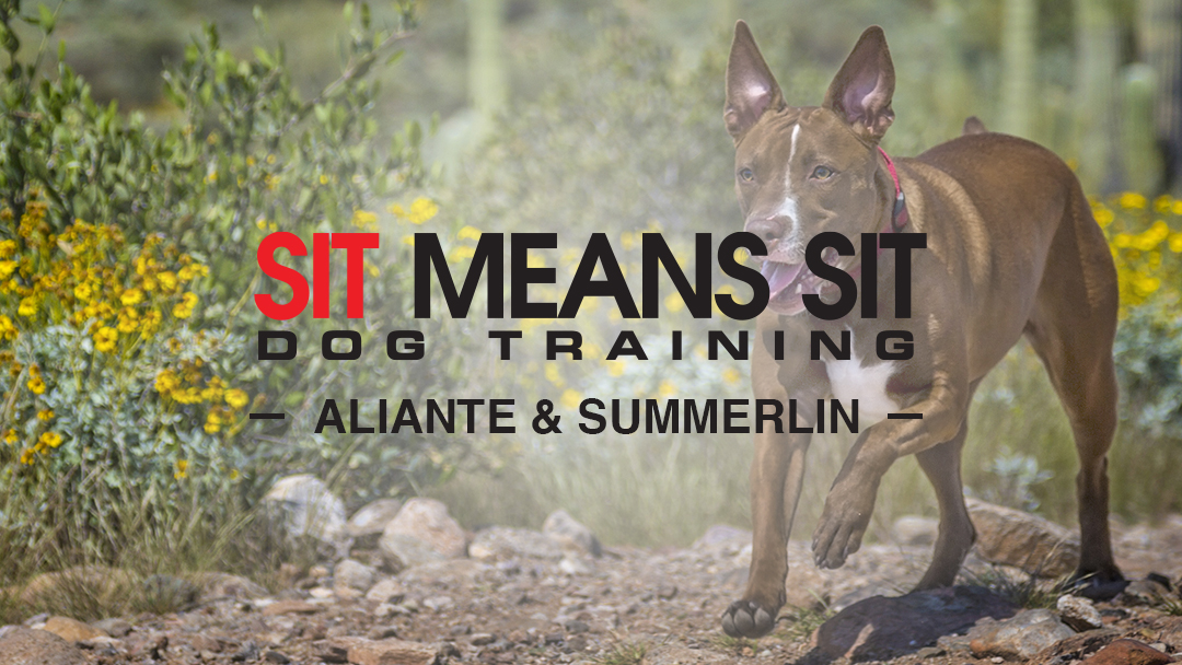 Sit Means Sit Dog Training-Aliante & Summerlin