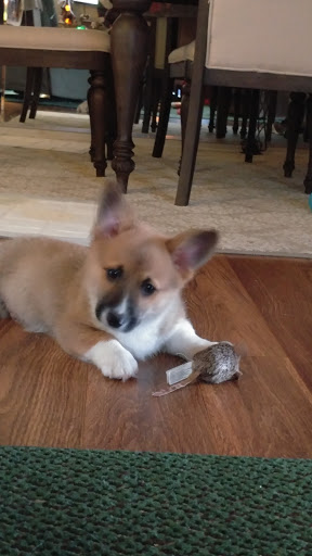 Pet Supply Store «PetSmart», reviews and photos, 2000 Clements Bridge Rd, Woodbury, NJ 08096, USA