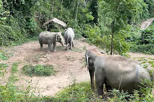 Hidden Forest Elephant Reserve, Sanctuary in Phuket image