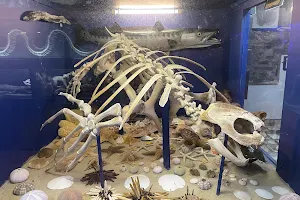 Dinosaurland Fossil Museum image