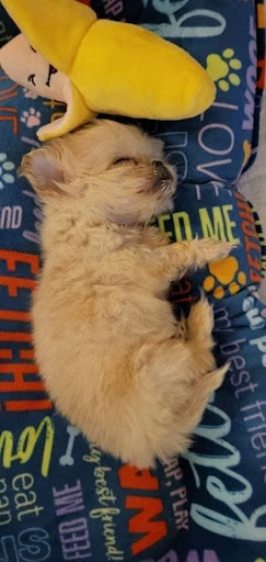 Pet Supply Store «PetSmart», reviews and photos, 700 Lafayette Rd #211, Seabrook, NH 03874, USA