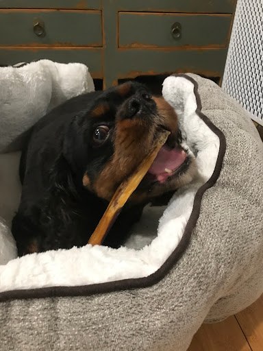 Pet Store «Fairmount Pet Shoppe», reviews and photos, 2024 Fairmount Ave, Philadelphia, PA 19130, USA