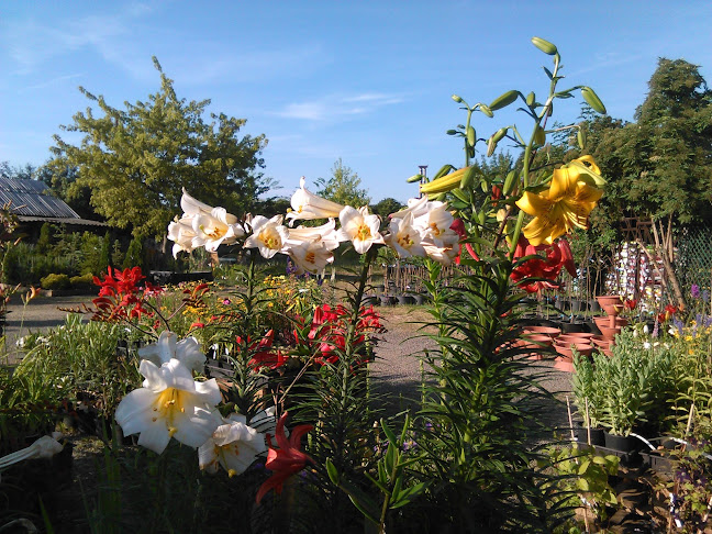 Hozzászólások és értékelések az Kedvenc kert és kerti tó centrum-ról