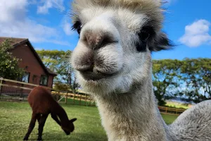 Westfield Alpacas image