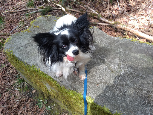 Nature Preserve «Illahee Preserve», reviews and photos, 3200 NE Riddell Rd, Bremerton, WA 98310, USA