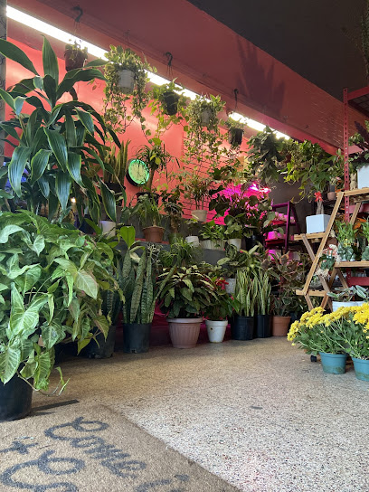 PLANTTAS Plant Shop