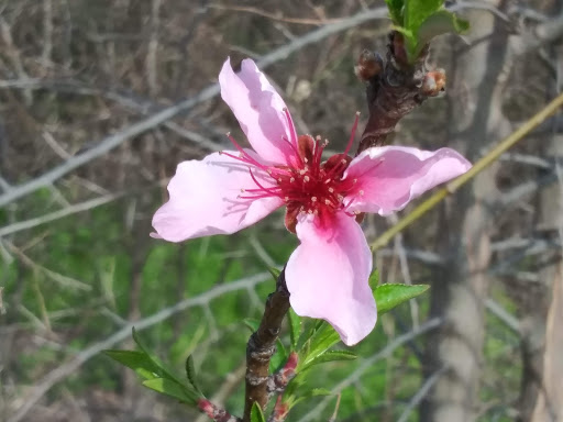 Park «Northwest Community Park», reviews and photos, 8575 Blue Mound Rd, Fort Worth, TX 76137, USA