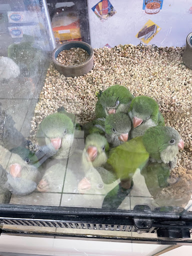 Bird Shop «Gallegos Pet Shop», reviews and photos, 3131 W 80th St, Hialeah, FL 33018, USA