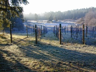 Winery «Perennial Vintners», reviews and photos, 8840 NE Lovgreen Rd, Bainbridge Island, WA 98110, USA