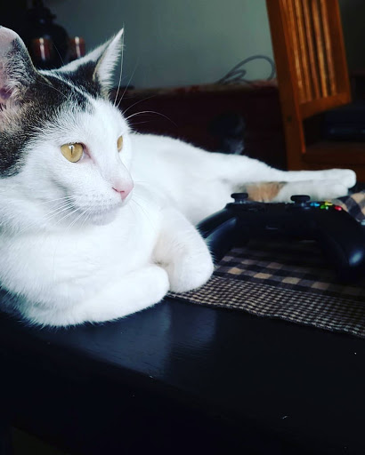 Animal Shelter «One of A Kind Pet Rescue», reviews and photos, 1929 W Market St, Akron, OH 44313, USA