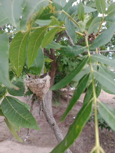 Hacienda de ganadería Saltillo