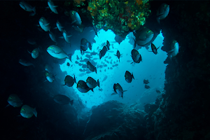 Dream Dive - diving courses image