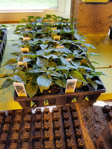 Florist «Lyndhurst Florist», reviews and photos, 5268 Mayfield Rd, Lyndhurst, OH 44124, USA