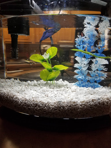 Pet Supply Store «Pet Supplies Plus», reviews and photos, 1937 FL-60, Valrico, FL 33594, USA