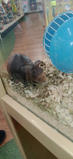 Pet Supply Store «Pet Supermarket», reviews and photos, 800 Sebring Square.., Sebring, FL 33870, USA