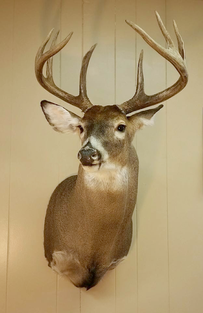 Wild Expressions Taxidermy