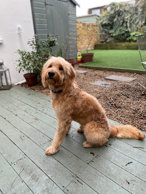 Hayward's Dog Grooming