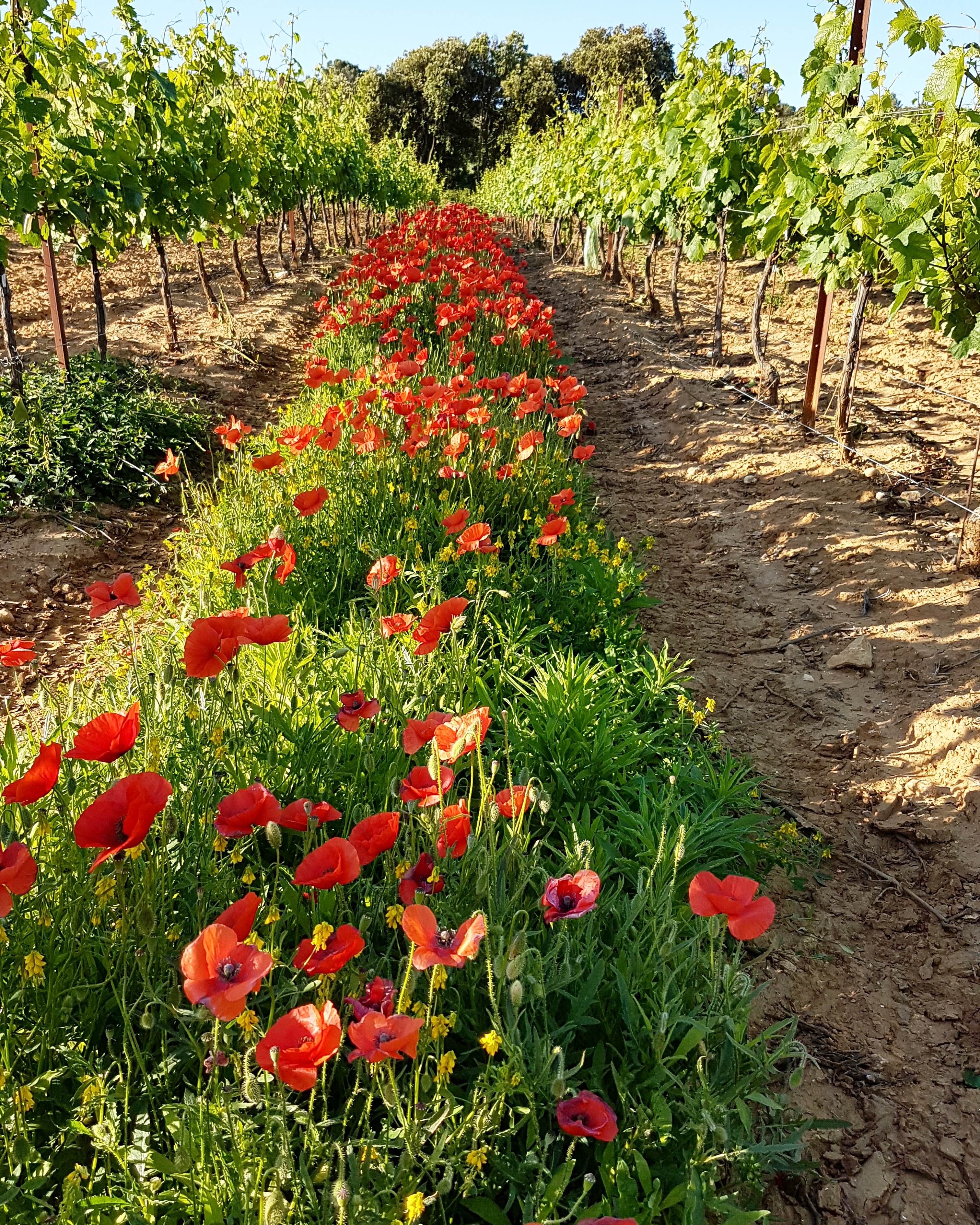 Photo n° 1 de l'avis de François.I fait le 22/05/2020 à 16:07