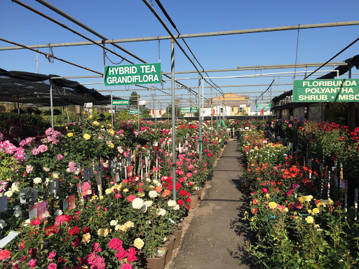 Plant Nursery «San Gabriel Nursery & Florist», reviews and photos, 632 S San Gabriel Blvd, San Gabriel, CA 91776, USA