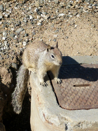 Event Venue «Shoreline Amphitheatre», reviews and photos, 1 Amphitheatre Pkwy, Mountain View, CA 94043, USA
