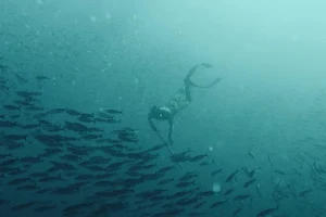 Freedive Tasmania image