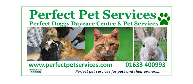 Perfect Pet Services - Perfect Doggy Daycare Centre & Pet Services