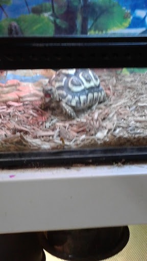 Pet Supply Store «Pet Club Santa Rosa», reviews and photos, 1935 Santa Rosa Ave, Santa Rosa, CA 95407, USA